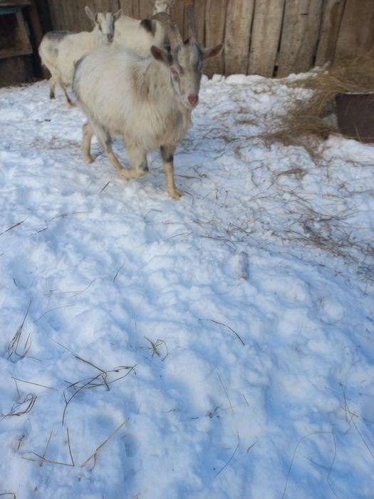 Продам молодого Козла козлика