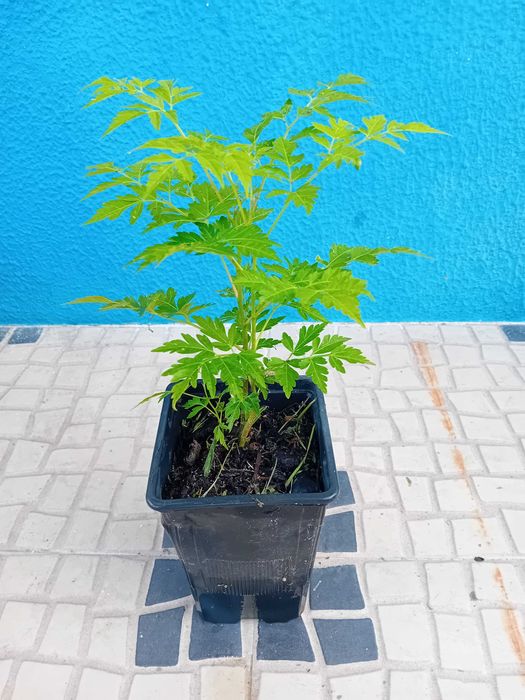 Neem / Melia Azaderach árvore em vaso