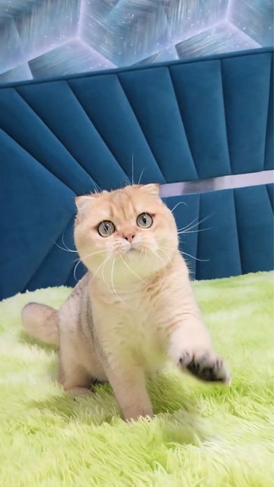 Шикарний хлопчик Scottish fold