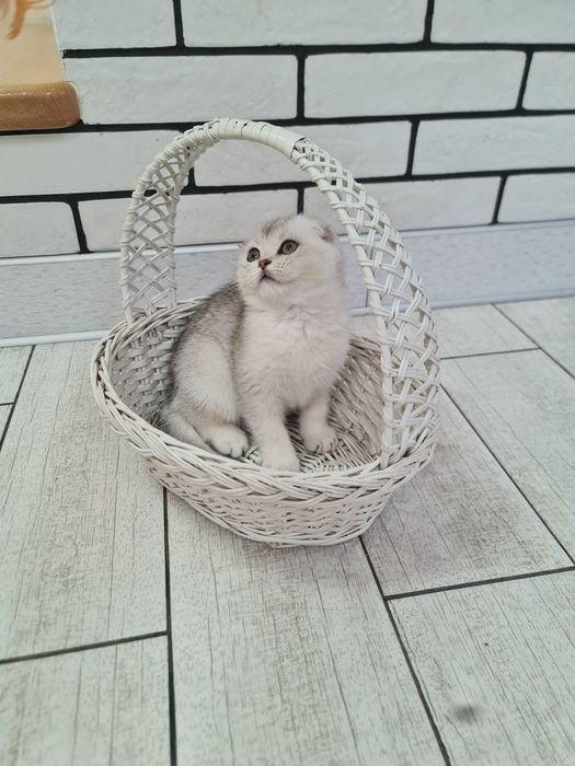 Шотландська срібна шиншила