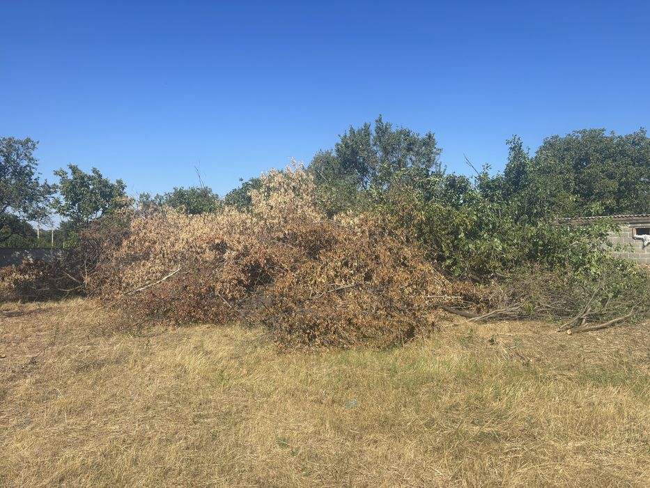 Ветки отдам  бесплатно