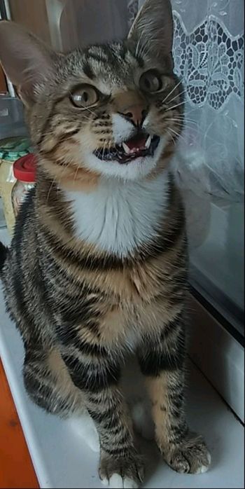 Продам котика ,  окрас черепашка