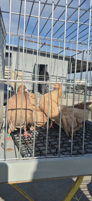 Pawiki żółte glazer oko 25r