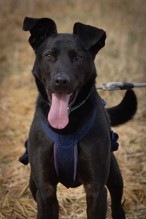 Ronnie - piękny, aktywny, proludzki pies ADOPCJA