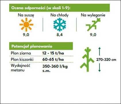 Nasiona kukurydzy CESONE ziarno kiszonka FAO 250 (80 tys.)