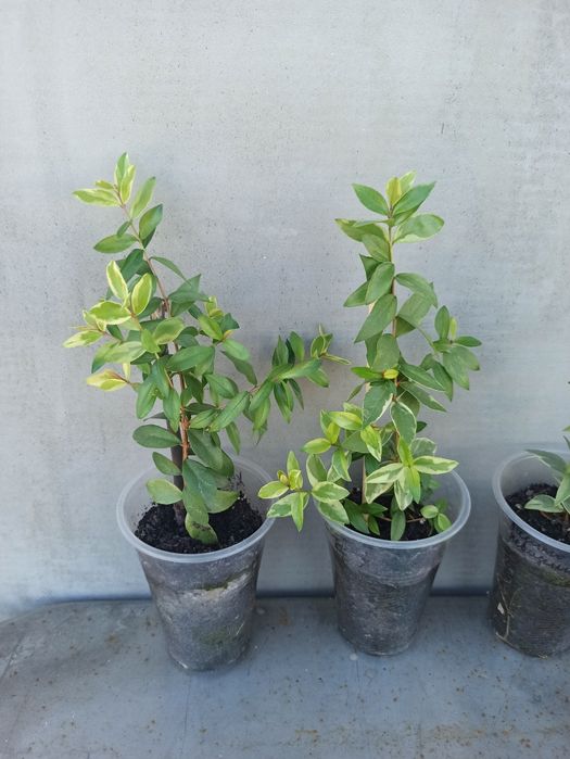 Мирт вариегатный миртовое деревце комнатное молодые растения