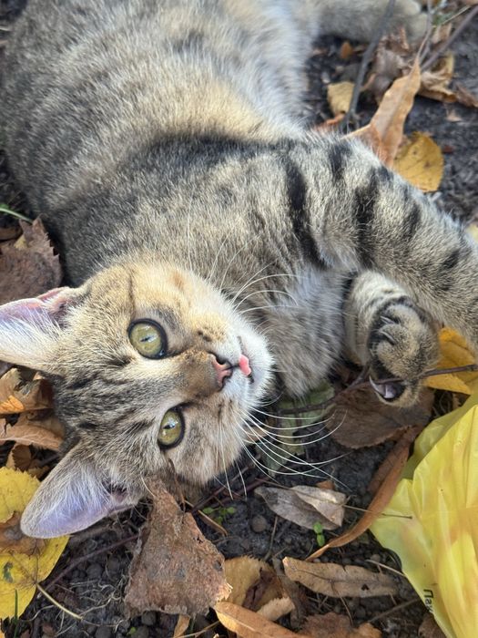 Котик безкоштовно у вашу родину