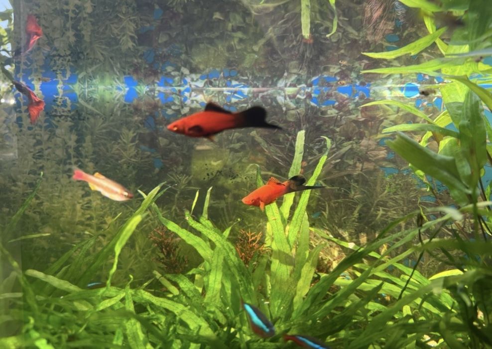 Sprzedam molinezje i mieczyki