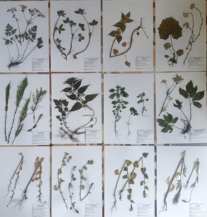 50 gat LECZNICZE  zielnik 2025 nienaklejony