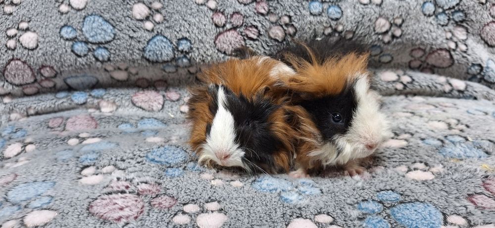 Swinki morskie samiczki Peruwianki.