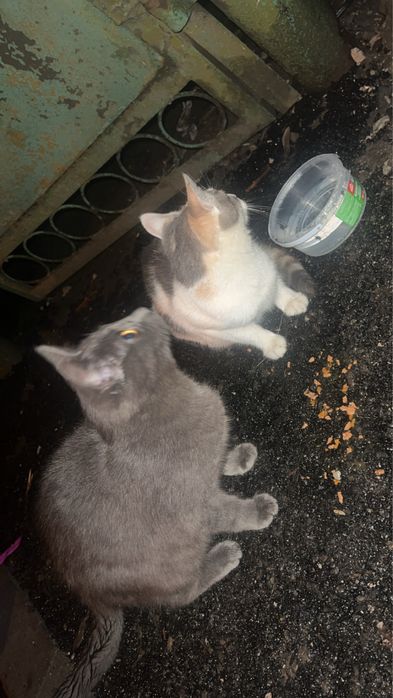 Отдам пушистиков в хорошие руки