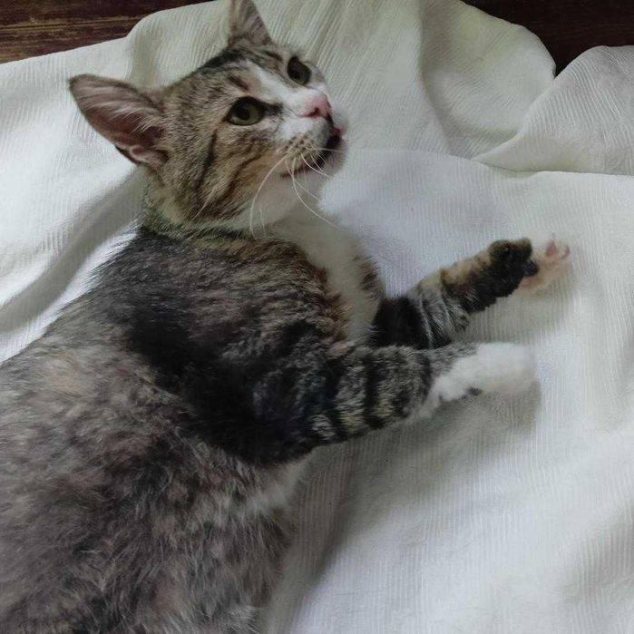 Skrzypek,kocia dobroć czeka na adopcję.