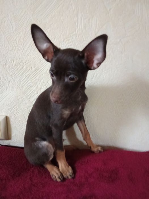 Шоколадные тойчики