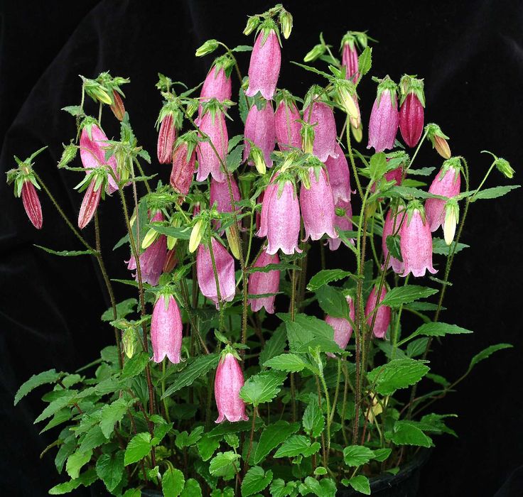 Саженцы цветов астильба ромашка колокольчик флокс