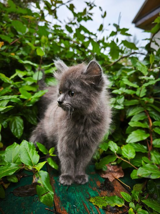 Кошенята у хороші руки