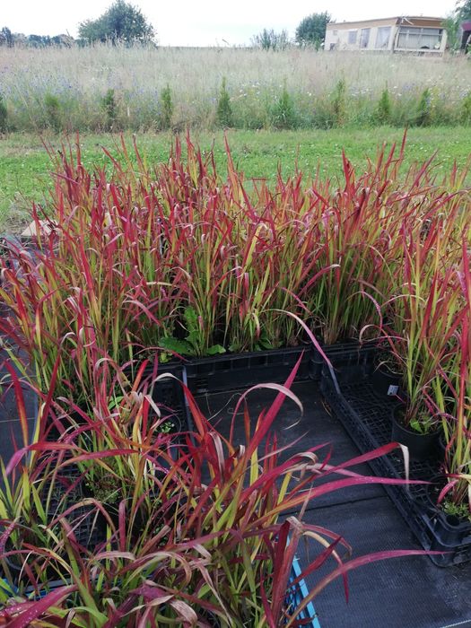 Trawa Red baron. Imperata Cylindryczna