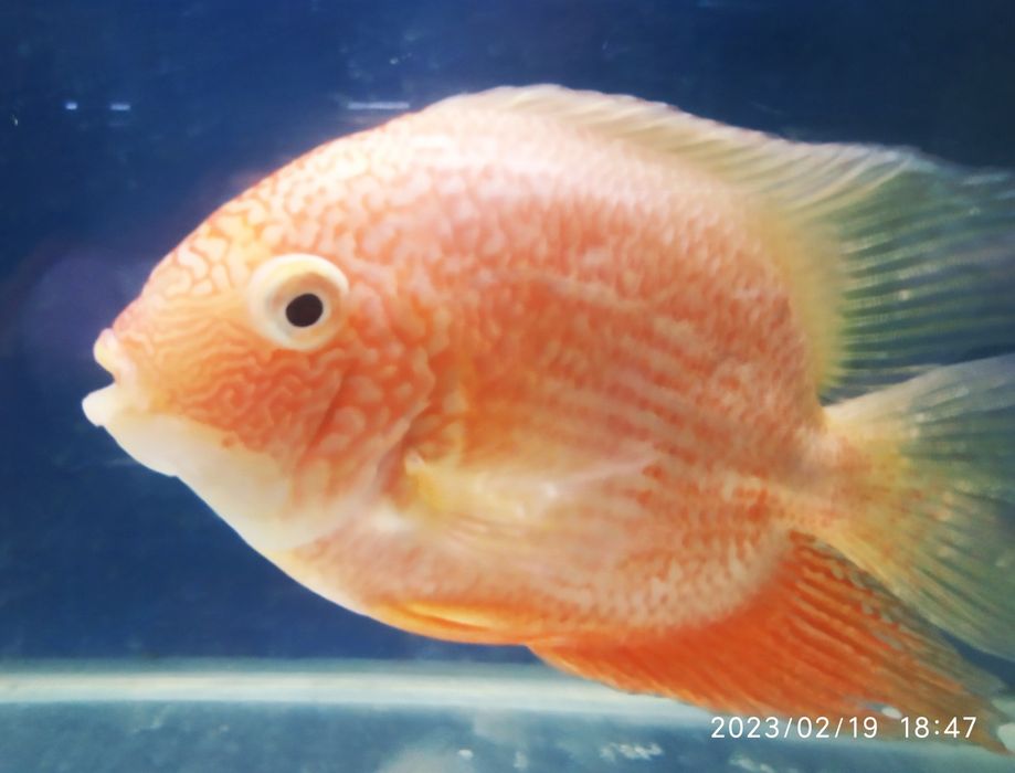 Северум красноточечный