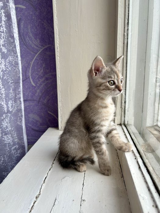 Кошеня у добрі руки, котик