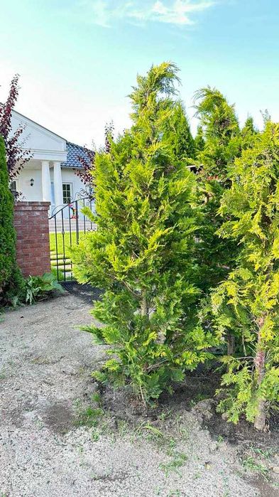 Tuja Żywopłot Cyprysy 'Ivone' - Idealne do Twojego Ogrodu! 100cm