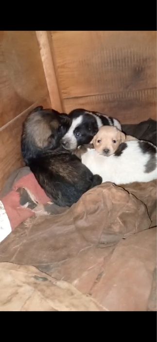 Терміново! Віддаю собачат!