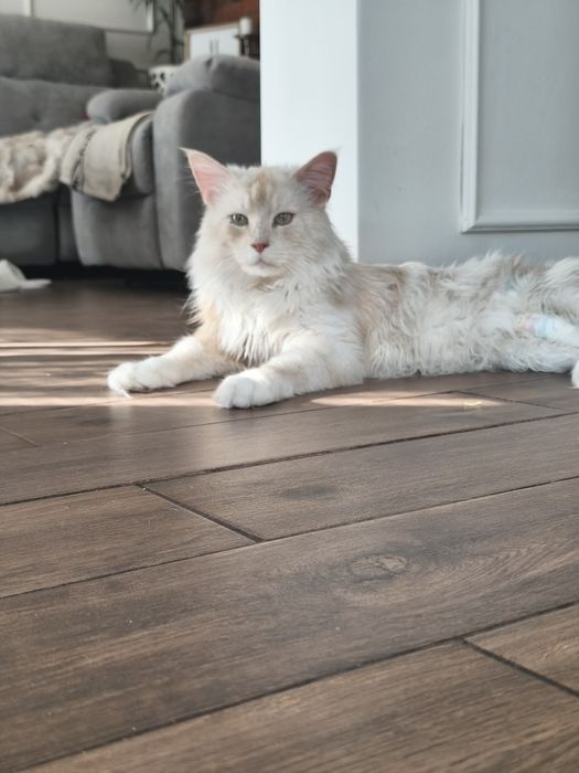 Axel Maine coon niebieski