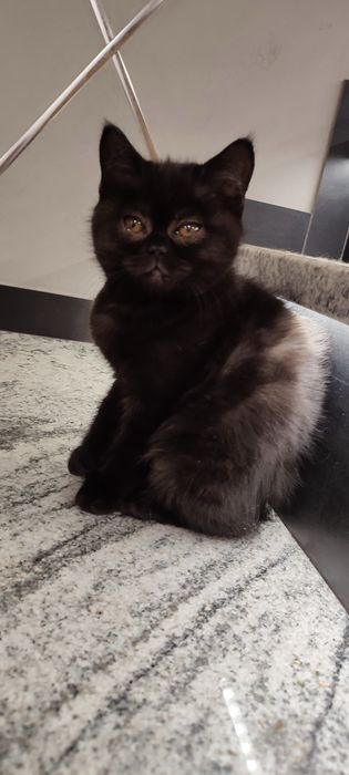 Kocurek brytyjski czarny