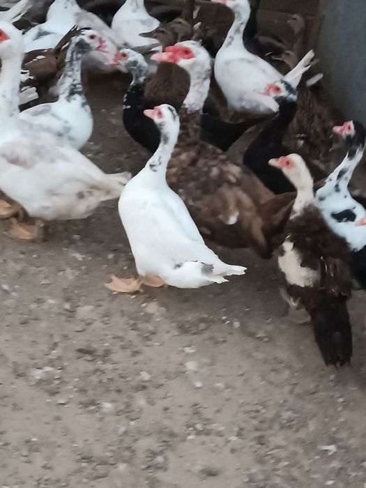 Patos Mudos.    .