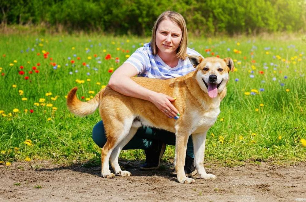ARAN - piękny, energiczny pies prosi o dom