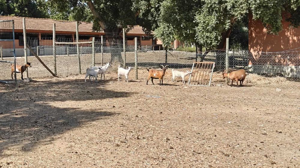 Cabras Anãs | Adultas e Jovens | Muito Dóceis