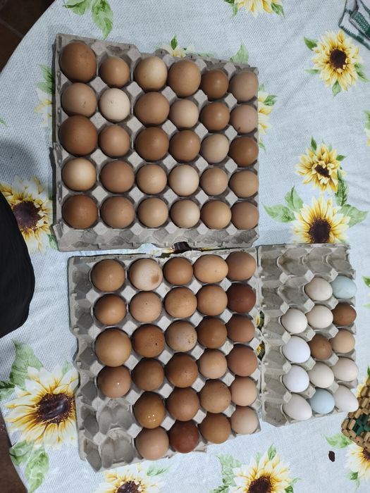 Vendo ovos caseiros