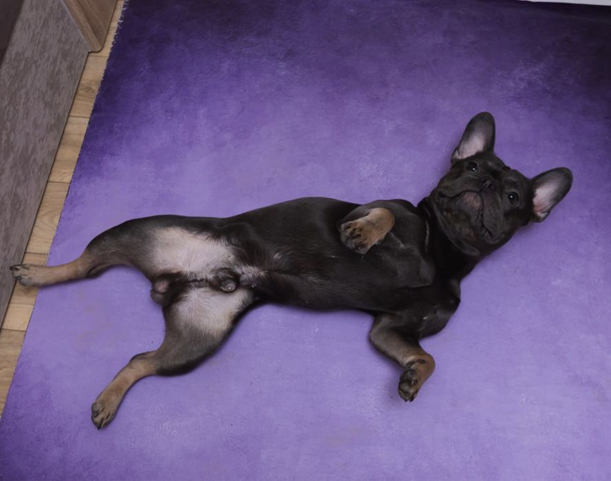 Вʼязка, случка Французького бульдога