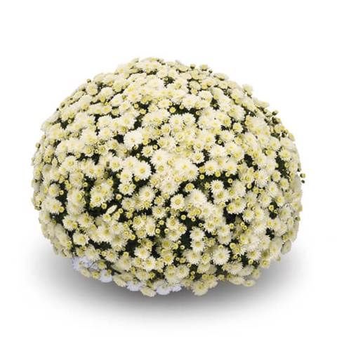 Sadzonka chryzantema wszystkich świętych 2szt