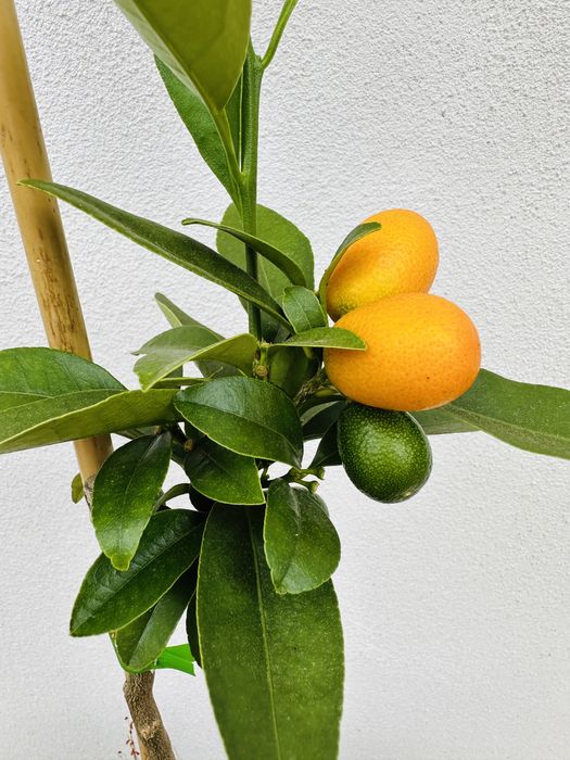 Promoção 2 KUMQUATS Laranjeira prosperidade japonica