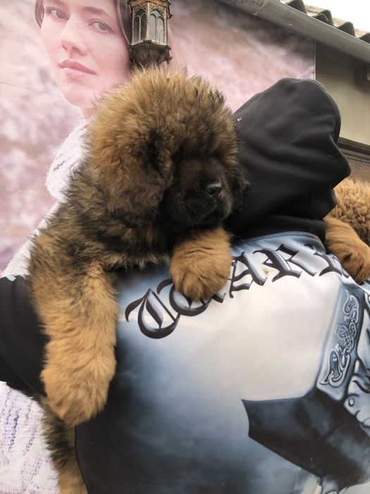 Тибетский мастиф