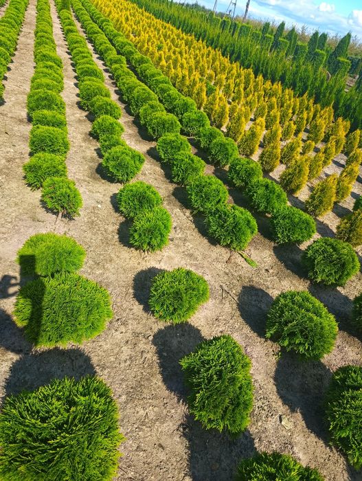 Thuja Brabant wys. 120cm od producenta!!!