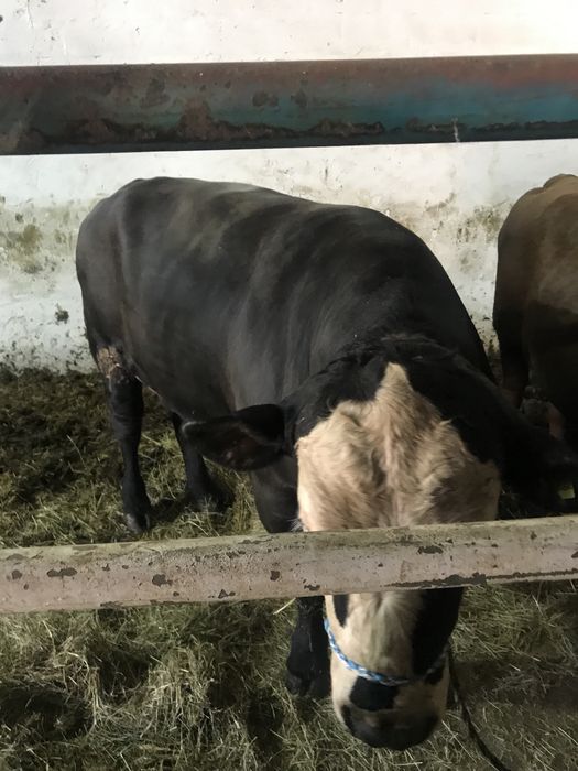 Skup Bydła Krowy Byki Jałówki Cielęta Odsadki