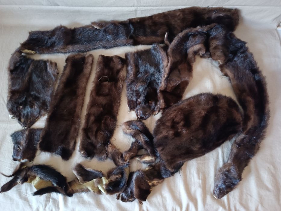 Шкурки        норки