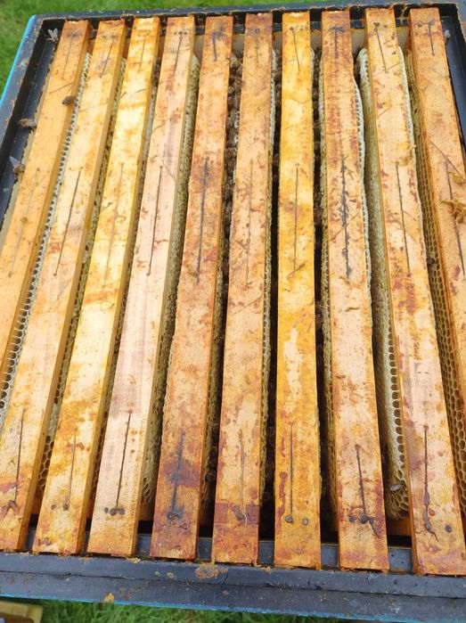 Odkłady PSZCZELE 2026