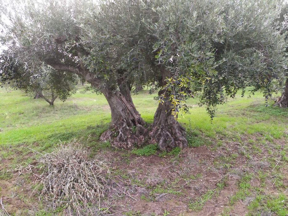 Oliveiras centenárias para venda