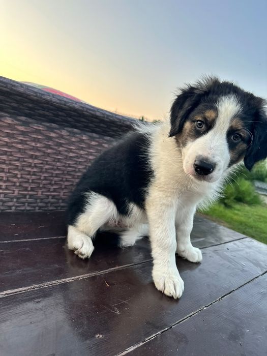 Border Collie Szczeniak pies rezerwacja