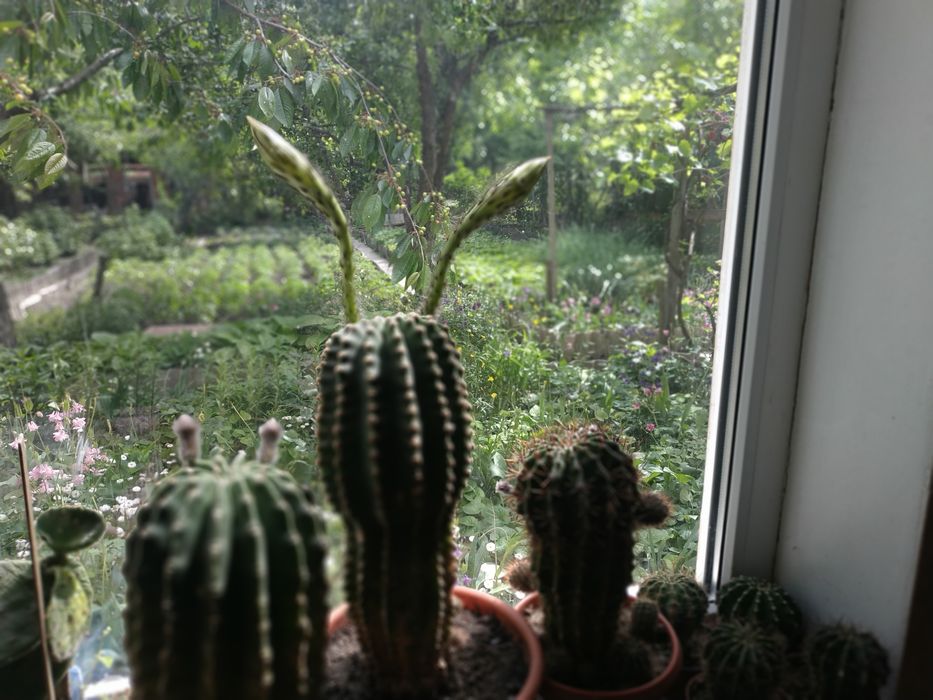 Кактуси ехінопсис білий і рожевий