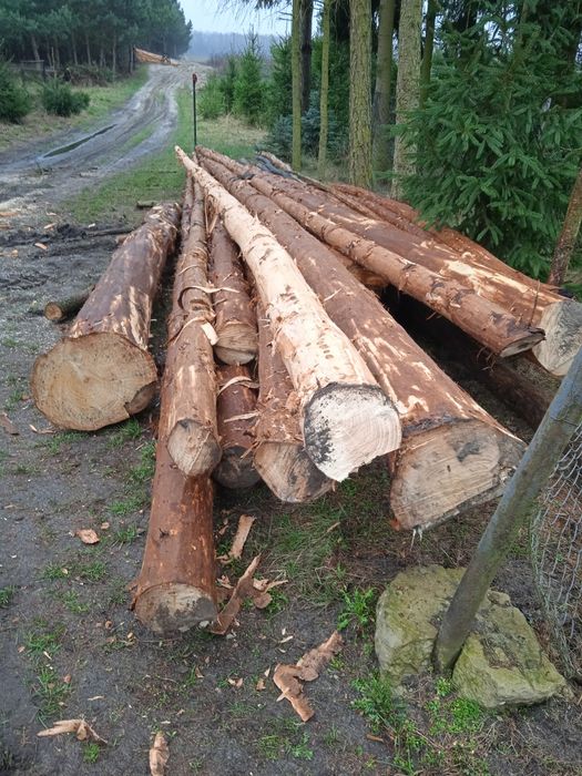 Drewno dłużyca korowana świerk i modrzew