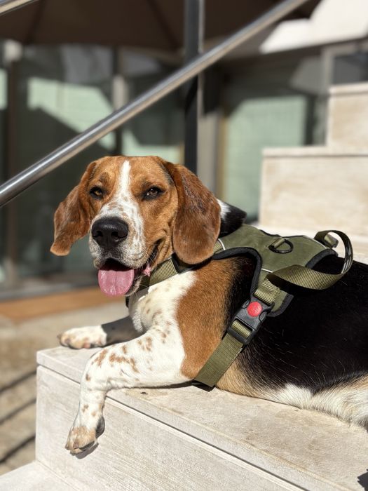 Beagle - Adoção
