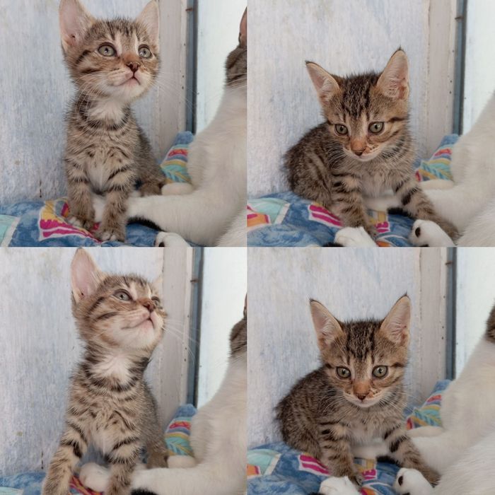 Тигровый котенок бесплатно