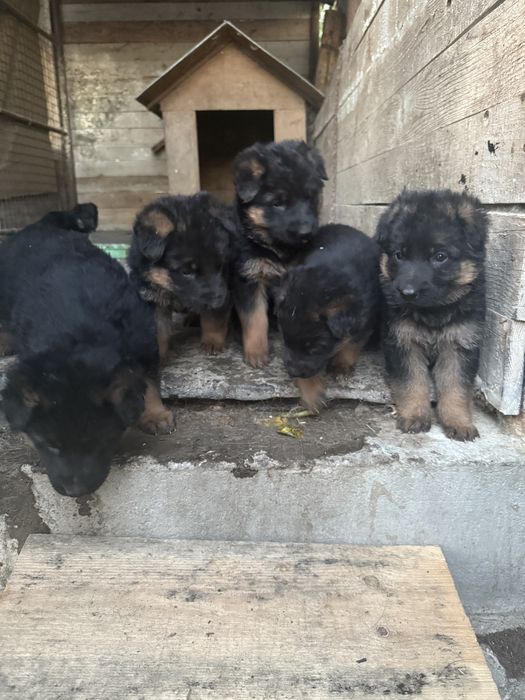 Щенята німецької вівчарки