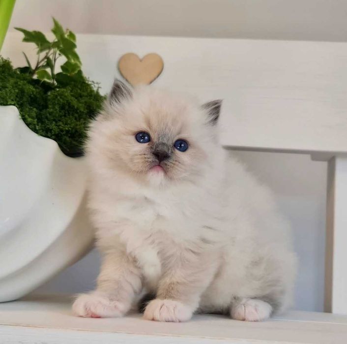 Kotka Ragdoll blue mitted z rodowodem