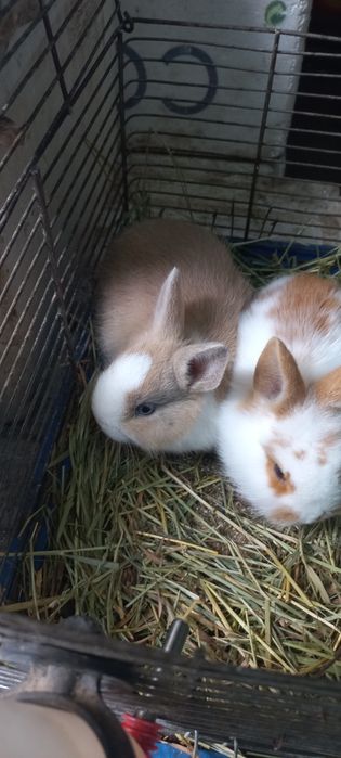 Кролики карликовые