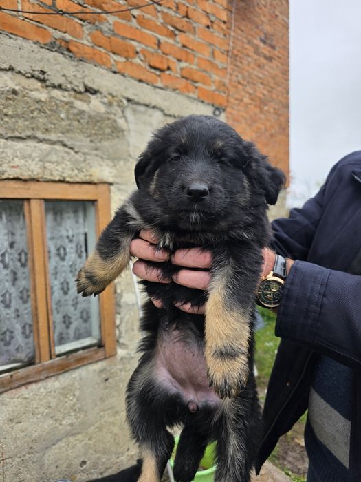 Щеня в добрі руки безкоштовно