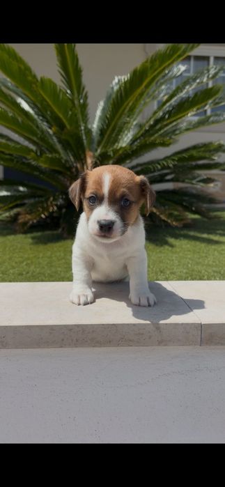 Jack Russell macho