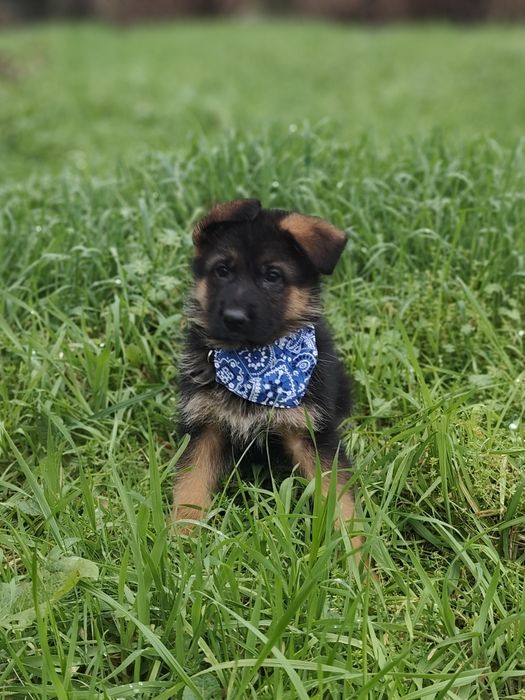 Pastor Alemão com LOP